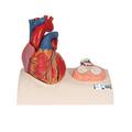 3B Scientific Heart model 5-part on base - w/ 3B Smart Anatomy 1010006